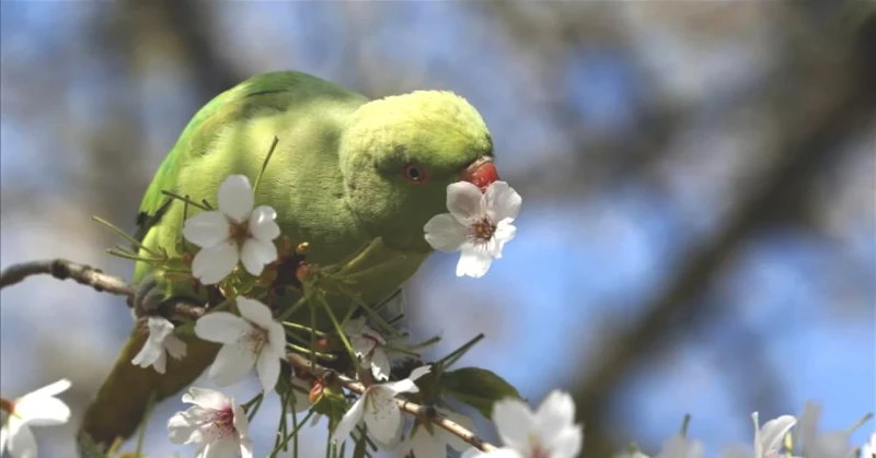Baharın Gelişi: 21 Mart Ekinoksu ve Özellikleri!